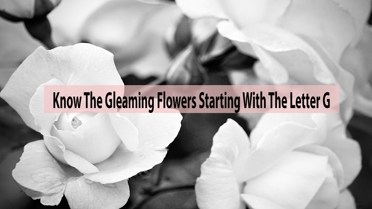 Know The Gleaming Flowers Starting With The Letter G